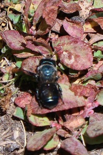iNaturalist observation photo of Osmiini
