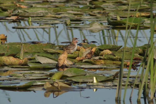 iNaturalist image