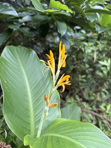 Canna indica observed 2026-09-04