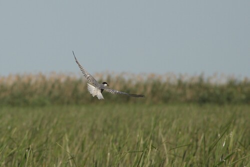iNaturalist image