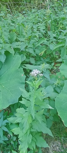 hemp agrimony