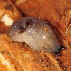Arion intermedius