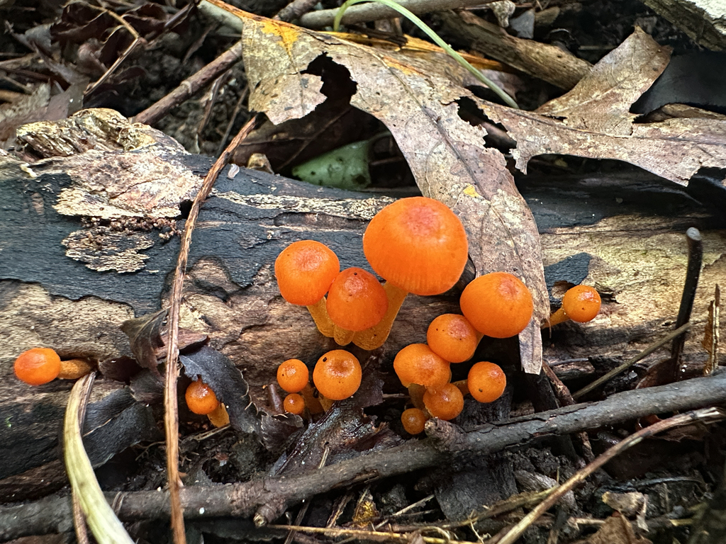 orange mycena · September 2026 · photo: Photo: (c) Richard Jacob, some rights reserved (CC BY) · iNaturalist