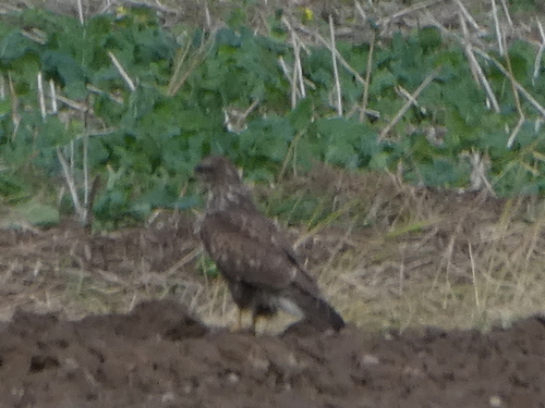 Common Buzzard