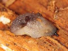 Arion intermedius