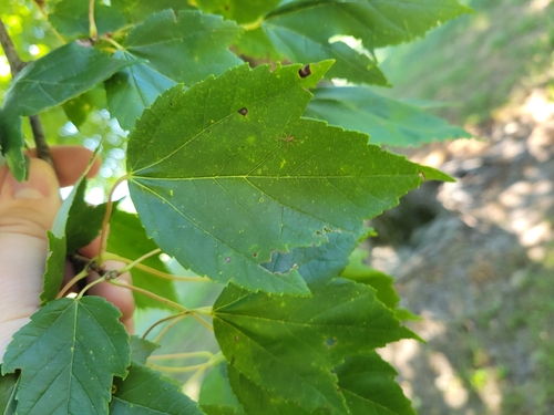 red maple