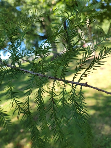 baldcypress
