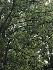 Buteo lineatus