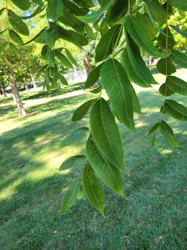 eastern black walnut