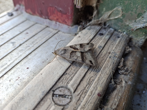 Forage Looper Moth