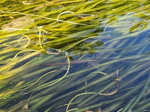 Vallisneria americana, photograph 6