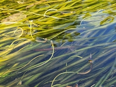 Vallisneria americana, photograph (c) stinger, some rights reserved (CC BY)