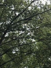 Buteo lineatus
