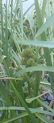 Branched Bur-reed