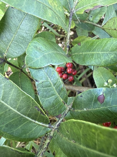 Schinus terebinthifolia observed 2026-09-04