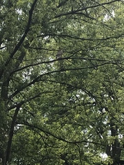 Buteo lineatus