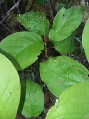 Eriophyes emarginatae