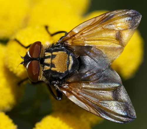 Phasia aurigera