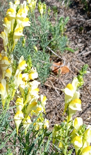 common toadflax
