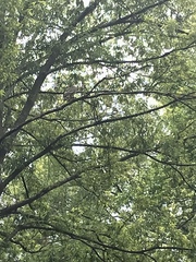 Buteo lineatus