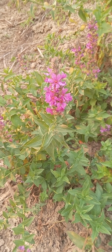 purple loosestrife