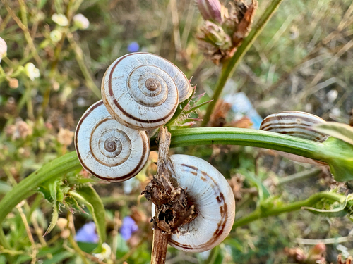 Eastern Heath Snail