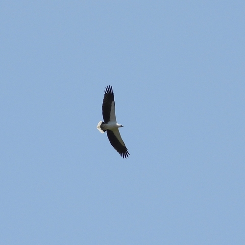 White-bellied Sea-Eagle