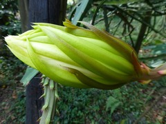 Selenicereus megalanthus, photograph (c) Luis G Restrepo, some rights reserved (CC BY)
