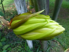 Selenicereus megalanthus