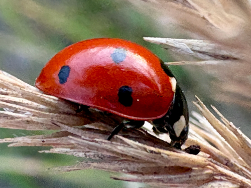 Seven-spotted Lady Beetle