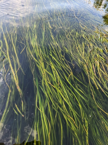 Vallisneria americana, photograph 4