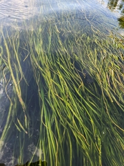 Vallisneria americana, photograph (c) stinger, some rights reserved (CC BY)