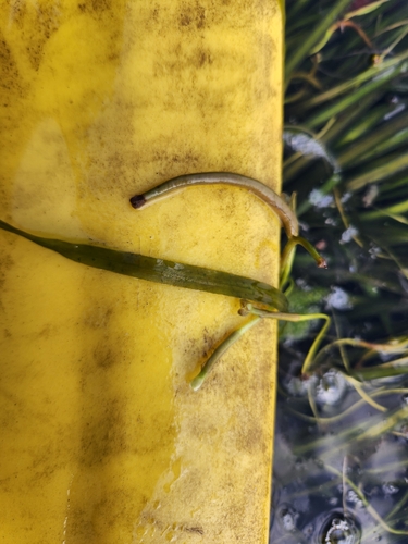 Vallisneria americana, photograph 5