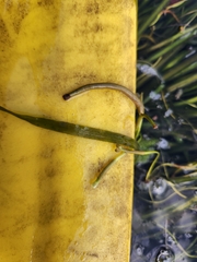 Vallisneria americana, photograph (c) stinger, some rights reserved (CC BY)