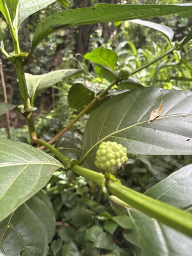 Morinda citrifolia observed 2026-09-04