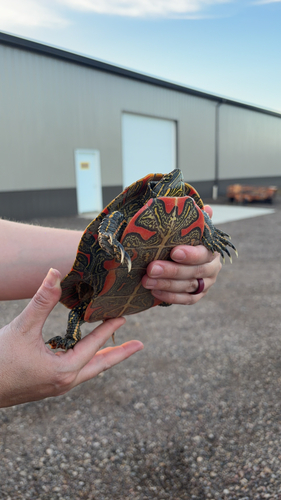 Painted Turtle