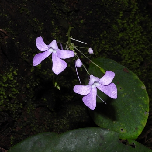 Impatiens acaulis observed 2026-09-05