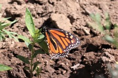 Danaus plexippus