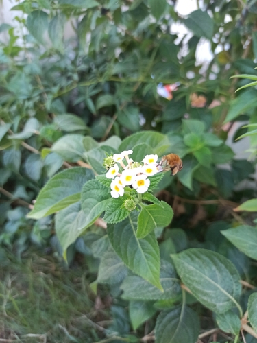 Amegilla garrula