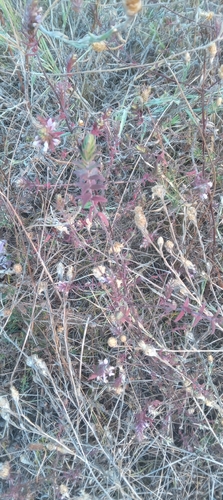 Red Odontites