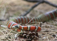 Lampropeltis pyromelana