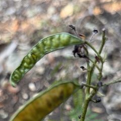 Senna marilandica, photograph author not stated, no rights reserved