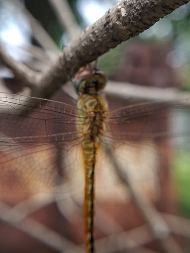 Wandering Glider