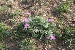 Psephellus declinatus