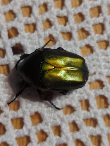 Copper Chafer