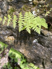 Cystopteris bulbifera