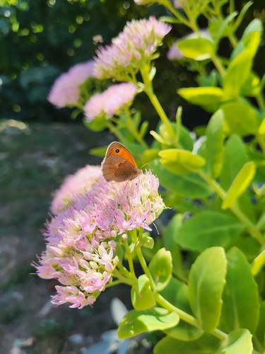Small Heath