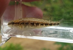 Etheostoma pyrrhogaster