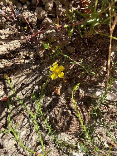 Heath-Leaved Sun Rose