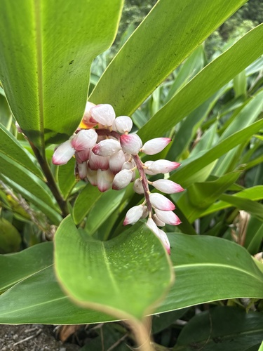 Alpinia zerumbet observed 2026-09-04